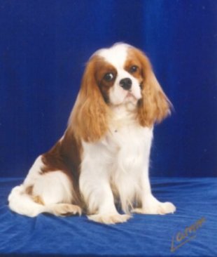 Lymrey Royal Image at Little