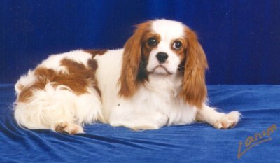 Stavonga Bertie at Little