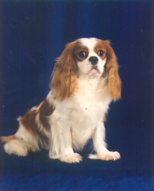 USA + Can Ch. Laughing Cap'n Marv'l at Little