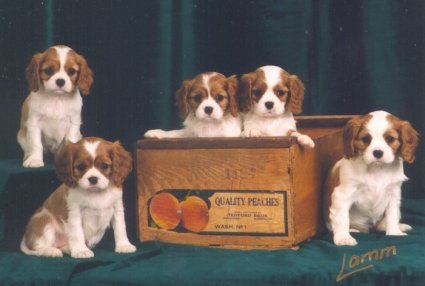 Daddy's Little Girls