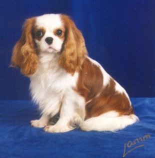 Ricksbury Sebastian at Little